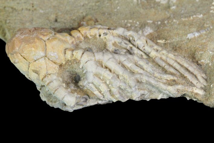 Cyathocrinites Crinoid Fossil - Crawfordsville, Indiana #94809